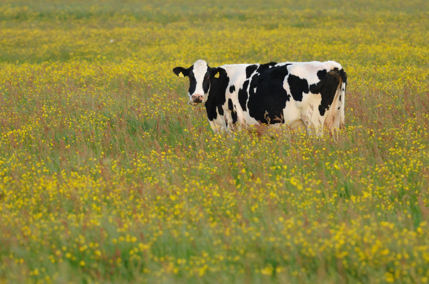 Koe in bloemenwei