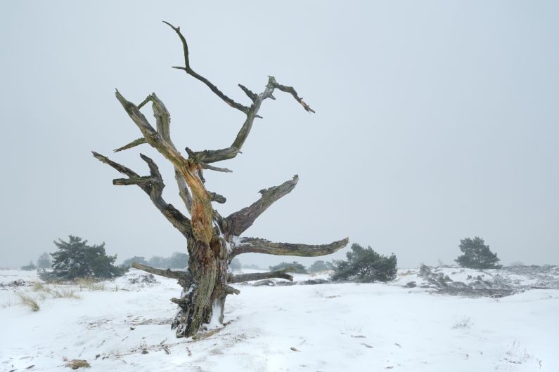 Dode boom Aekingerzand