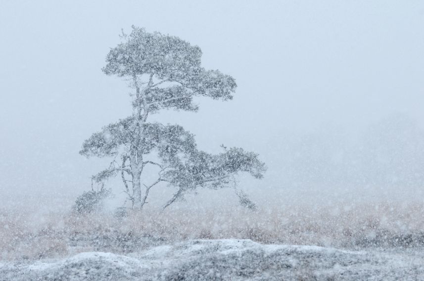 Sneeuw in het Mandefjild