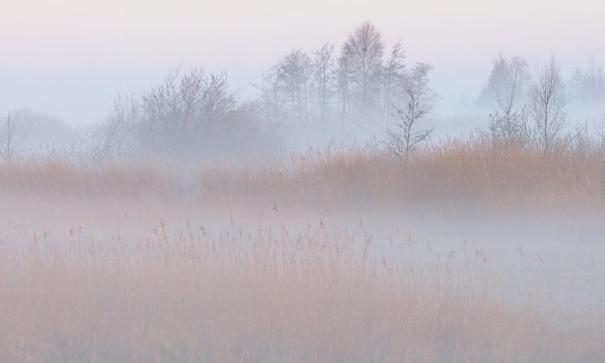 Nevel in de Alde Feanen 2