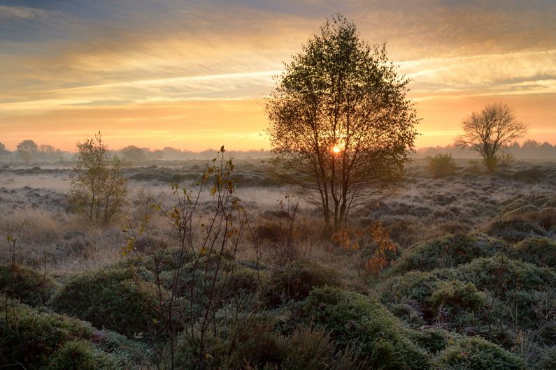 Ochtend in de Merskenheide