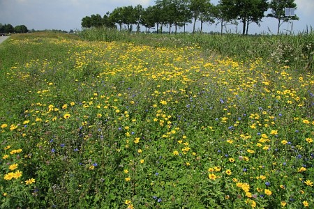 Oranjewoud