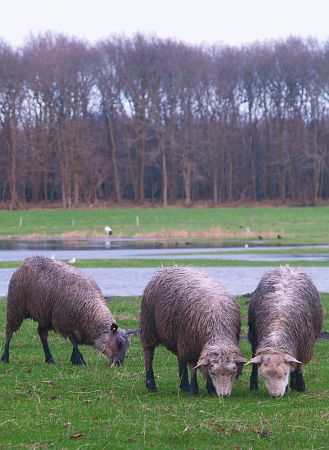 Lankhorst