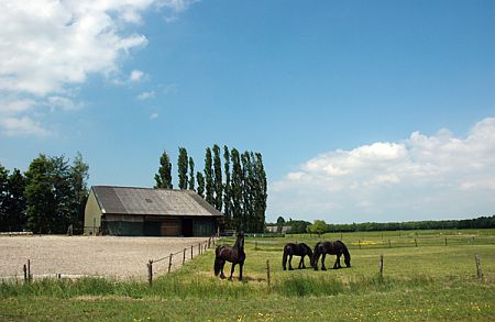 Meedhuizen