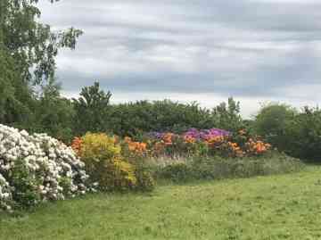 Rododendron veld