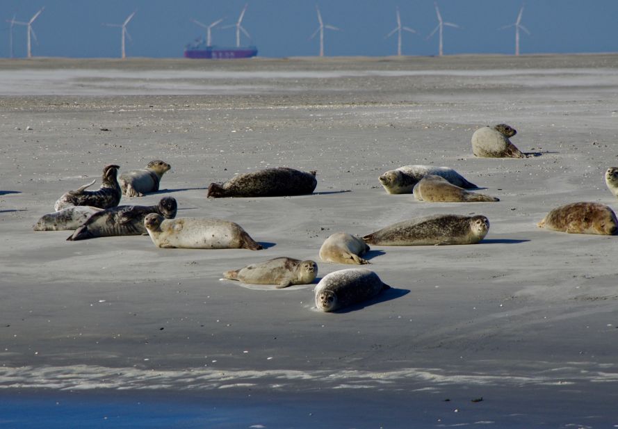 Zeehonden op de Balg