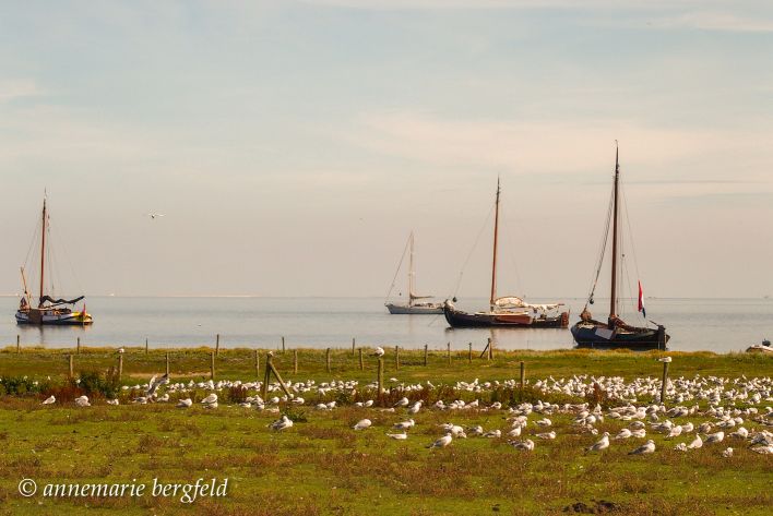 Schepen en meeuwen op de grens van wad en Vlieland