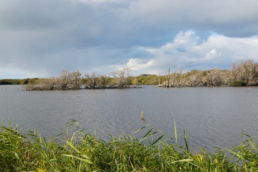 Westerplas Schiermonnikoog