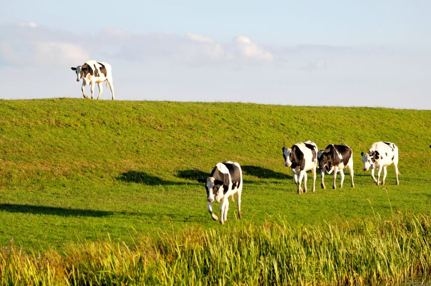 Koeien op de dijk bij Oudemirdum