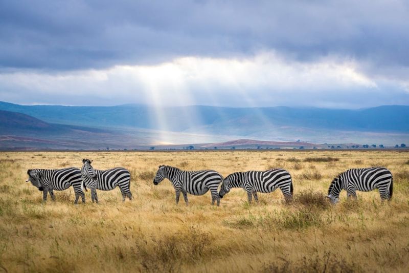 Verruil Friesland eens voor Zuid-Afrika of Tanzania