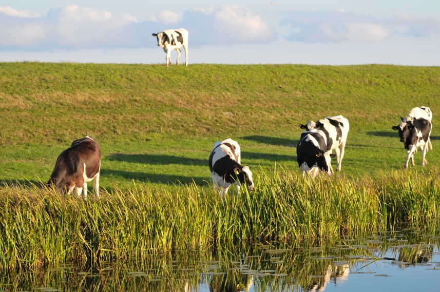 Koeien op de dijk bij Oudemirdum