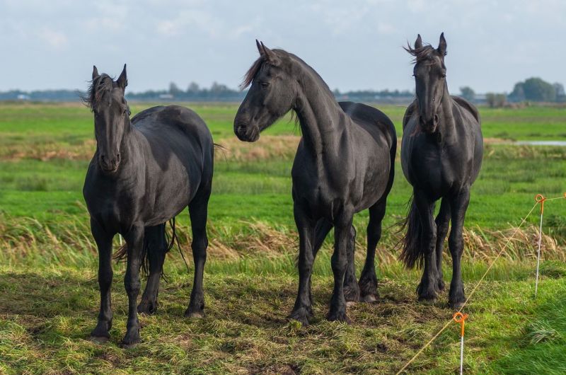 Reisgids: Hoe maak je een bezoek aan Friesland leuk