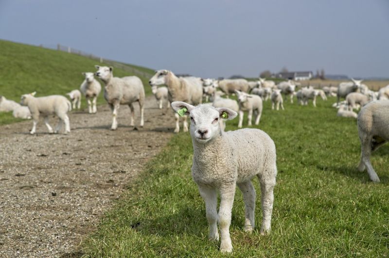 De leukste kindvriendelijke activiteiten in Friesland