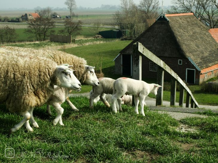 Ouderlijk toezicht