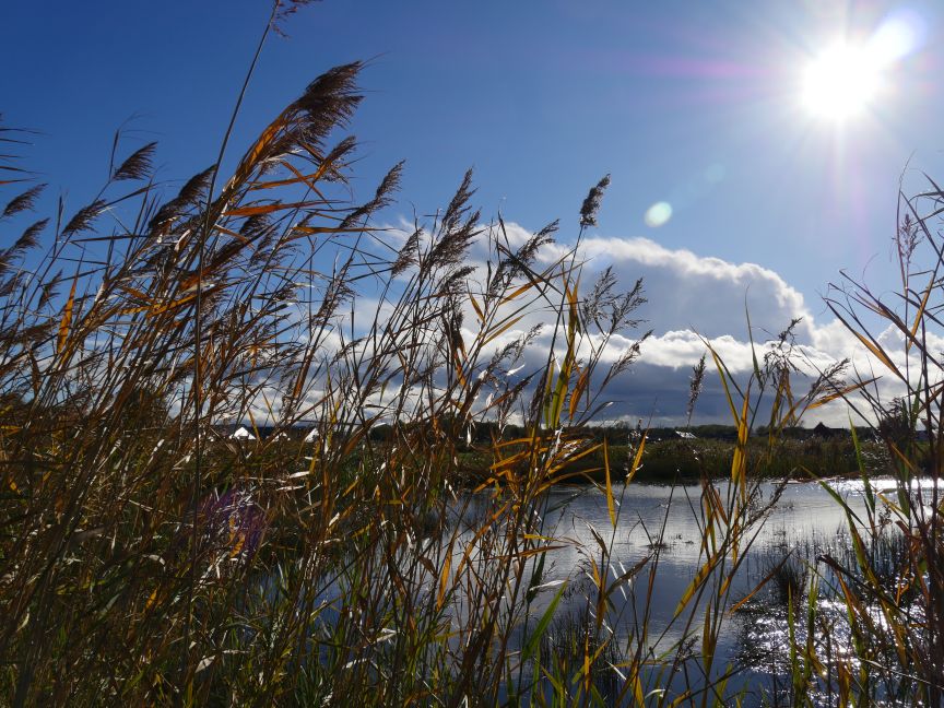 Zwette door het riet gezien