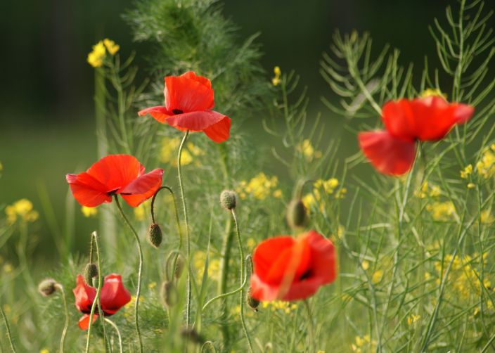 Zomers plaatje met bloeiende klaprozen