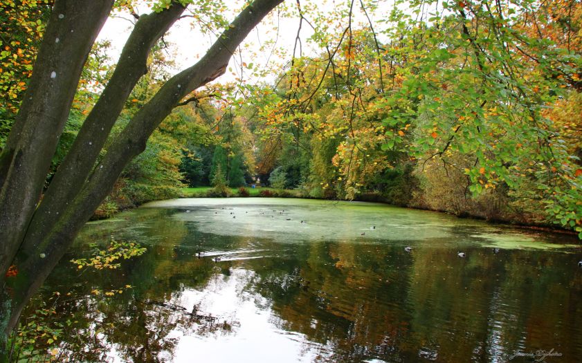 Herfst bij de  vijver in het park van Heemstra State