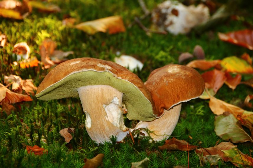 Veel paddestoelen bij Heemstra State