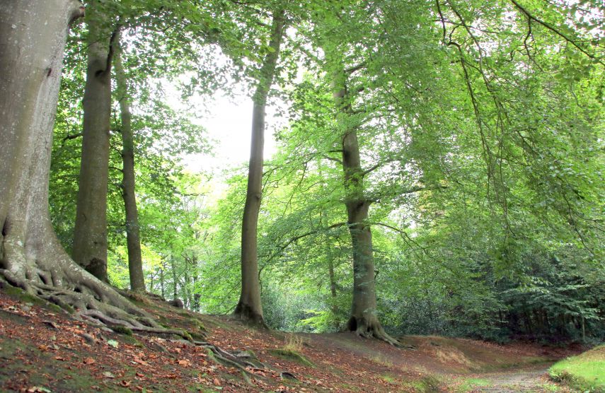 Herfst in het park van Stania State