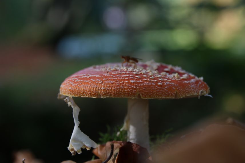 Herfst in het park van Heemstra State.