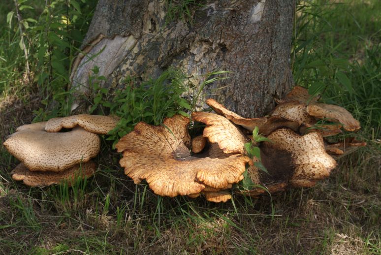 Herfst in het park van Heemstra State.