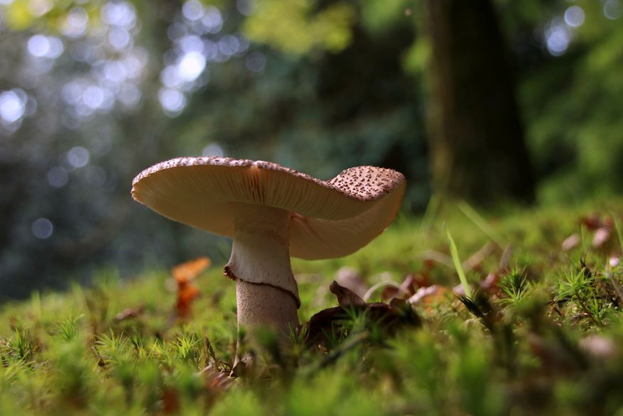 Herfst in het park van Heemstra State.