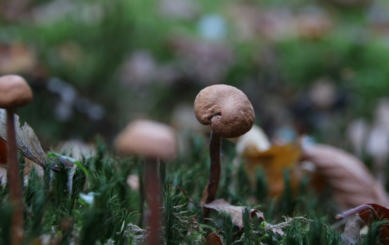 Herfst in het park van Heemstra State.