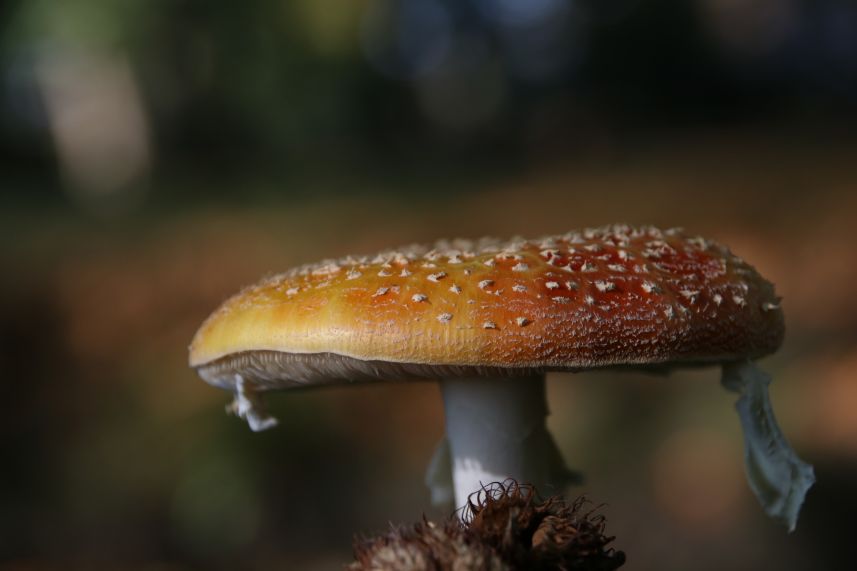 Herfst in het park van Heemstra State.