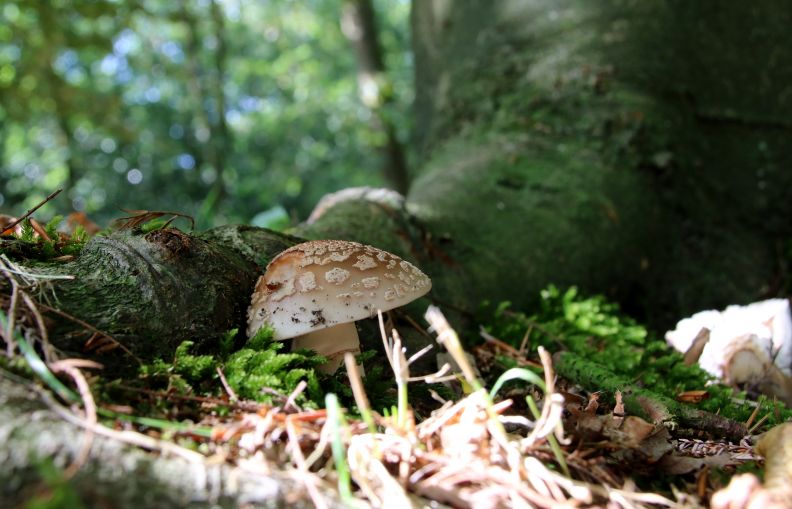 Herfst in het park van Heemstra State.