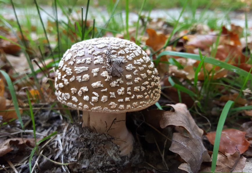 Herfst in het park van Heemstra State.