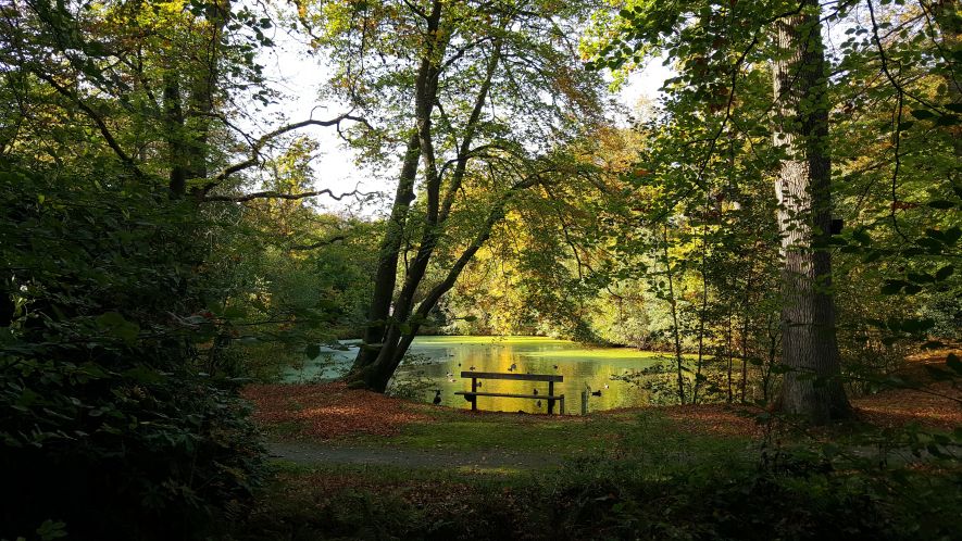 Herfst in het park van Heemstra State.