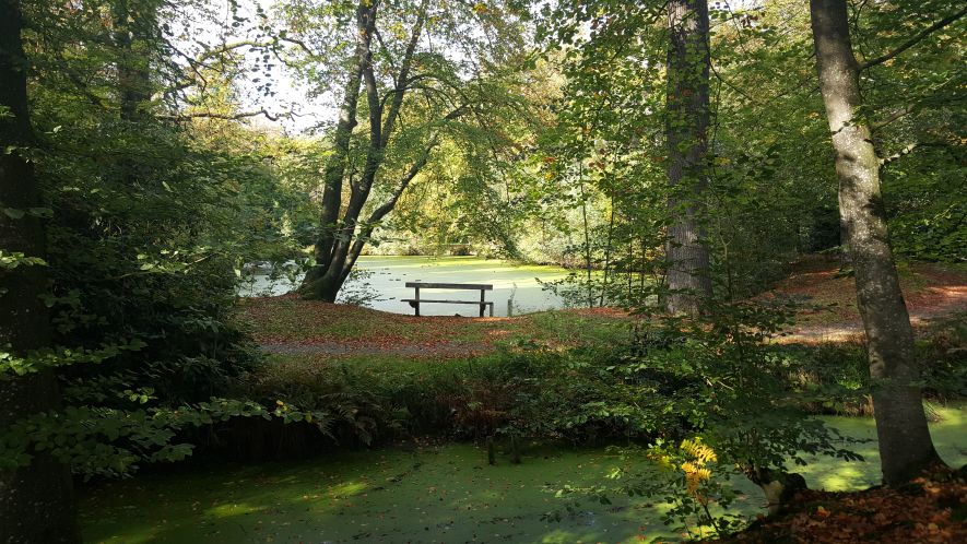 Herfst in het park van Heemstra State.