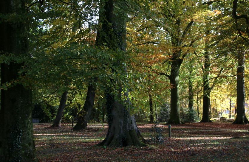 Herfst in het park van Heemstra State.