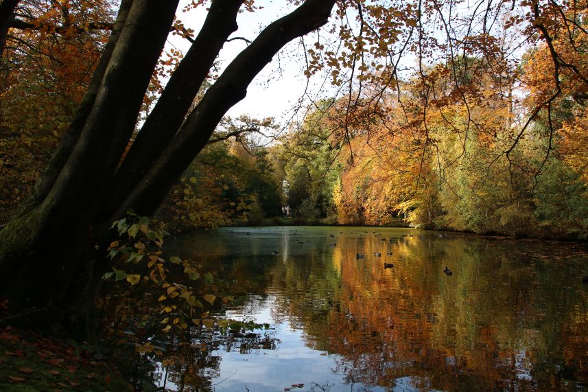 Herfst in het park van Heemstra State.