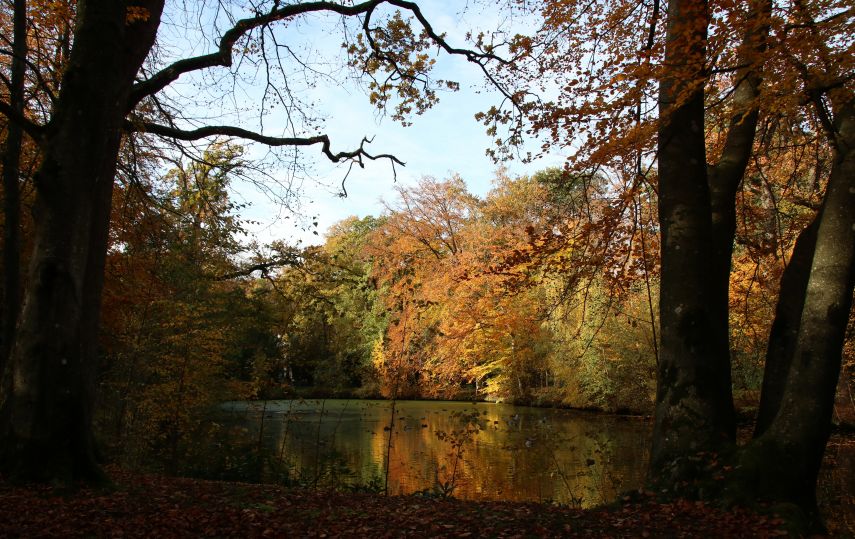 Herfst in het park van Heemstra State.