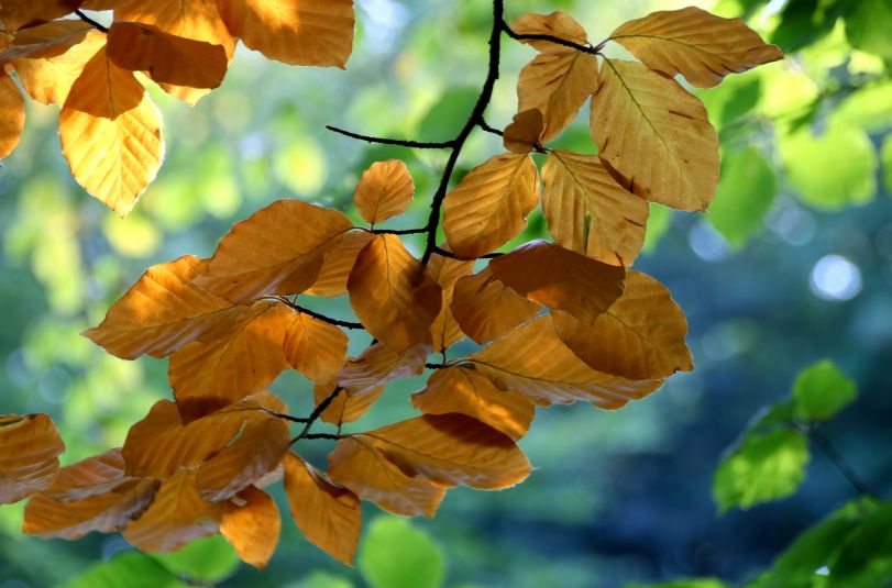 Herfst in het park van Heemstra State.