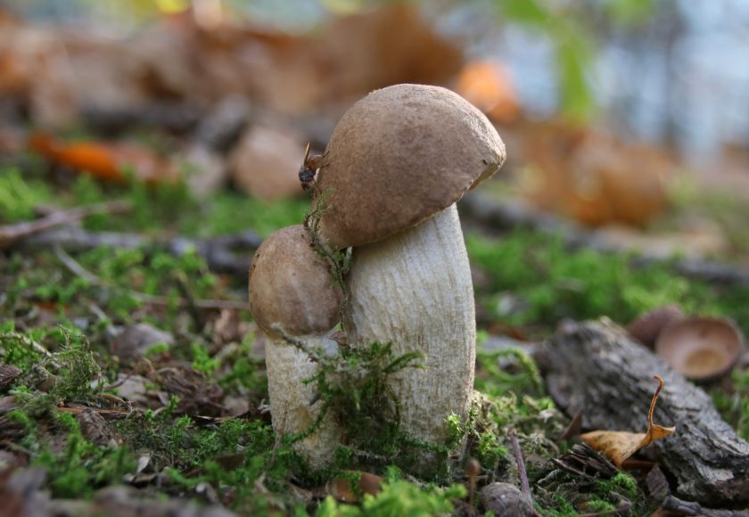 Herfst in het park van Heemstra State.