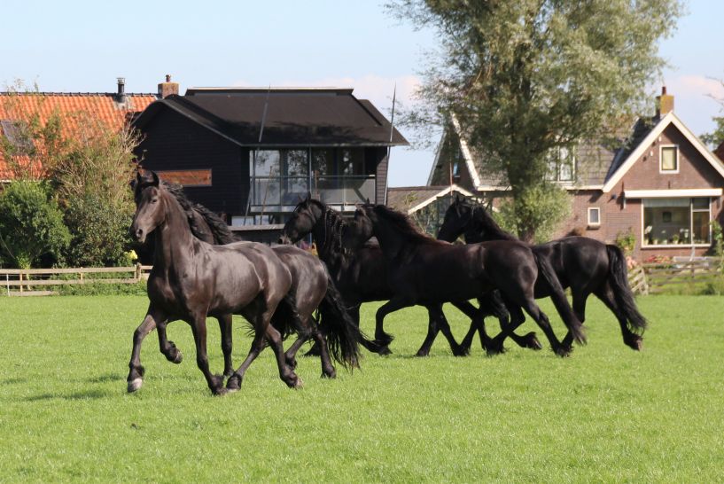 Friese paarden in Wytgaard