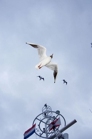 Foto zonder naam