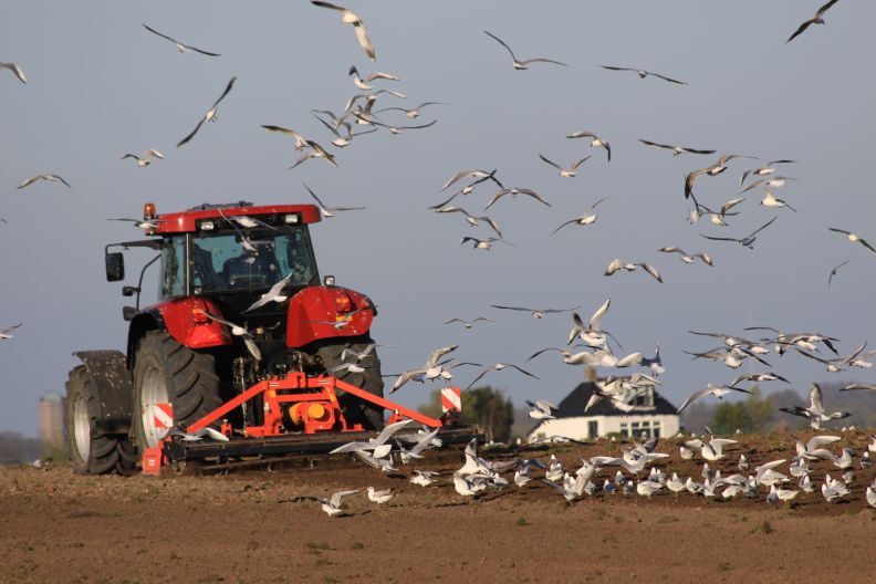 trekker op het land bij Allingawier