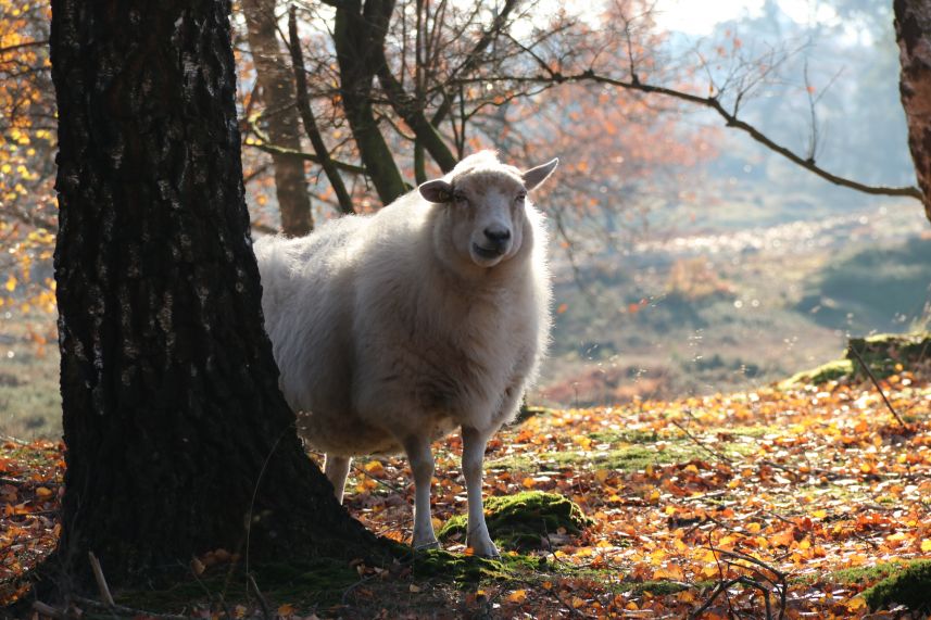 Aekingerzand, Appelscha