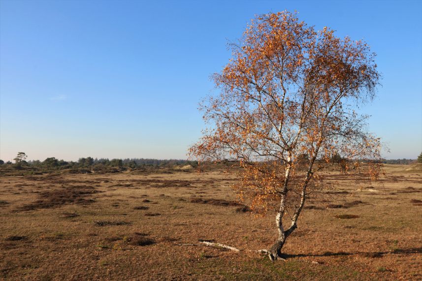 Aekingerzand, Appelscha