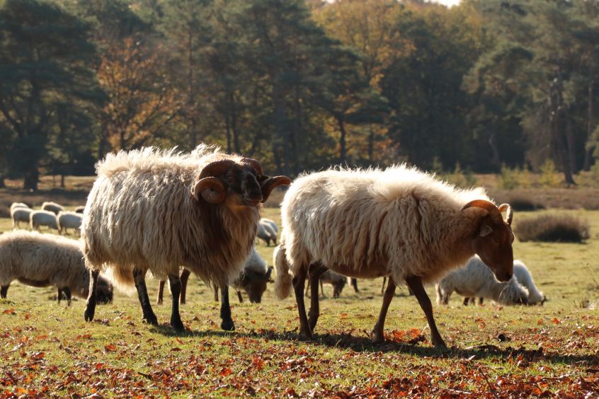 Schaapskudde Heide van Allartsoog, Bakkeveen