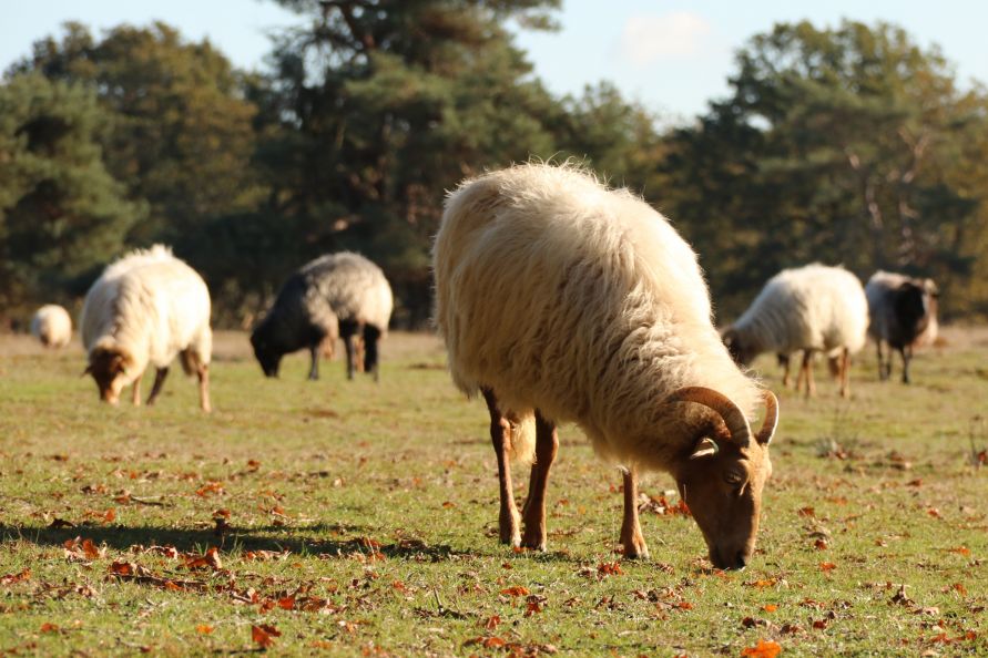 Schaapskudde Heide van Allartsoog, Bakkeveen