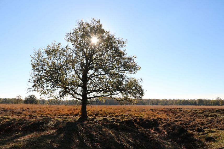 Heide van Allartsoog, Bakkeveen