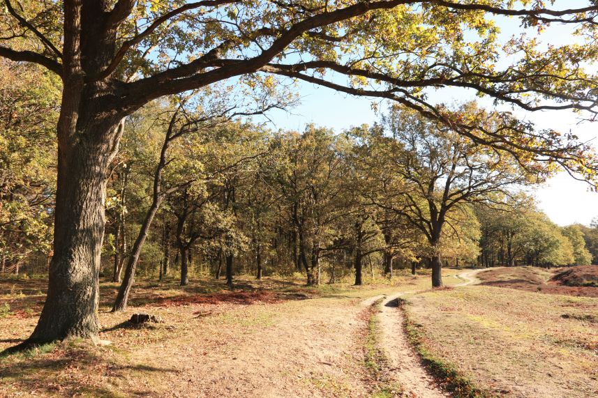 Heide van Allartsoog, Bakkeveen