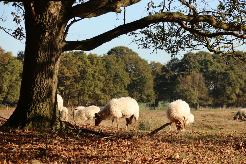 Schaapskudde Heide van Allartsoog, Bakkeveen