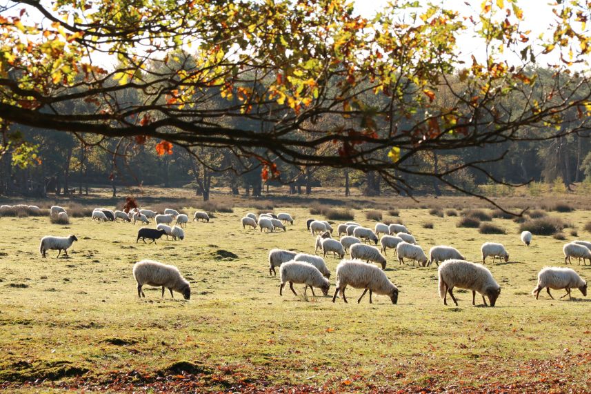 Schaapskudde Heide van Allartsoog, Bakkeveen