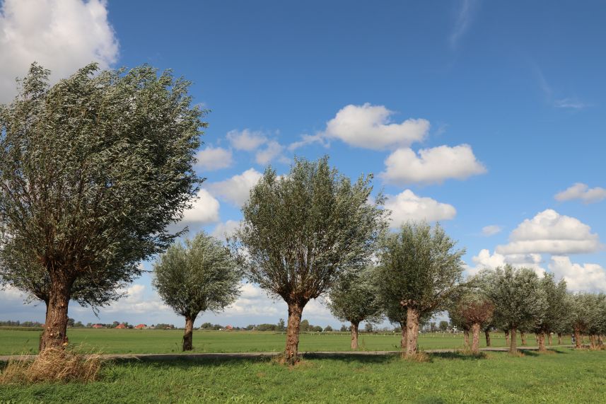 Swettepoelsterdijk, Broek