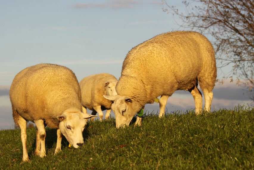 Schapen op de dijk bij Zevenbuurt